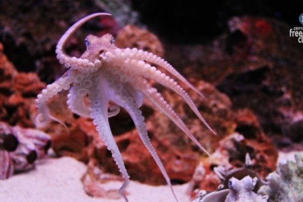 Рабочий сайт kraken